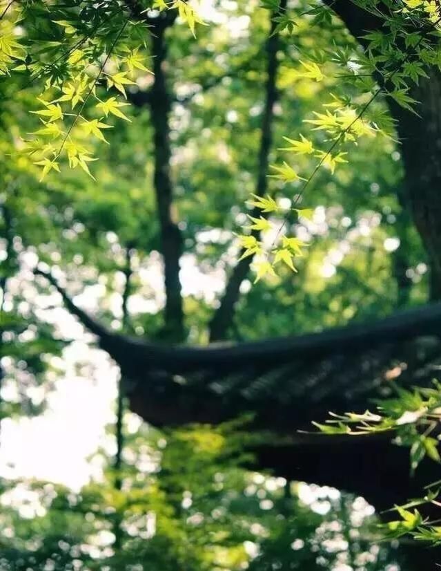 形容绿植的唯美句子-形容家中绿色植物诗句