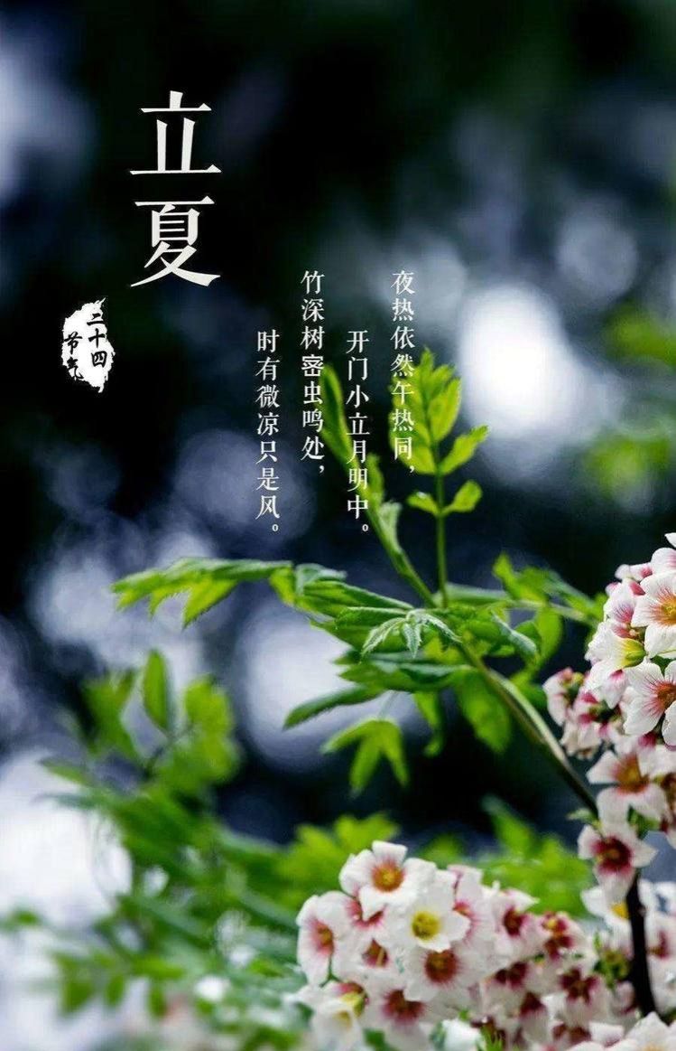 形容绿植的唯美句子-形容家中绿色植物诗句