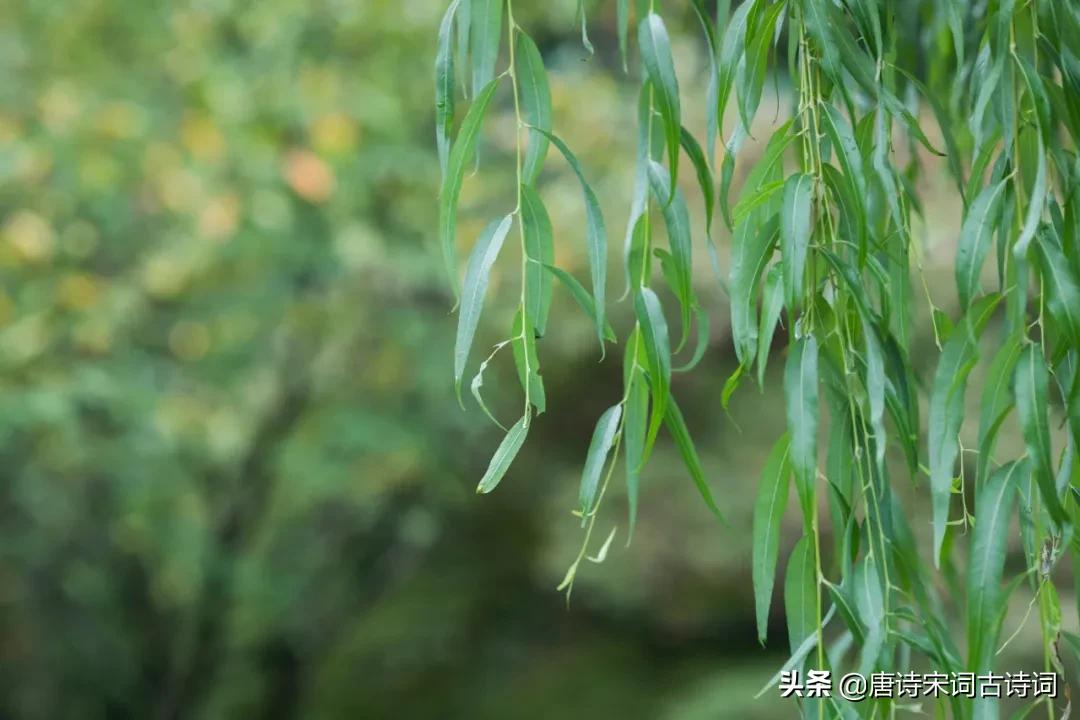 形容春风的句子优美句子-描写春风的句子唯美