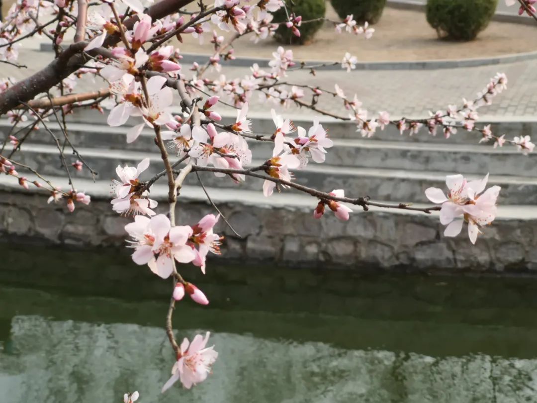 形容花美的句子唯美短句-表达花很美的说说推荐