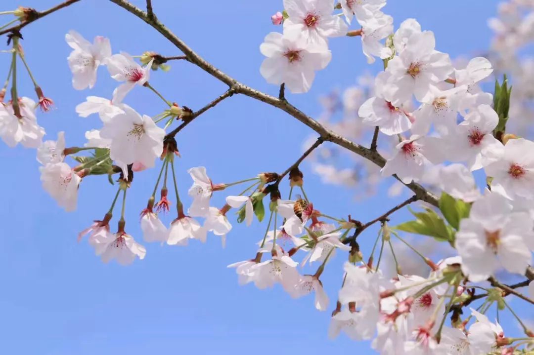 蜜蜂采蜜的优美句子发朋友圈-描写蜜蜂采蜜的短句分享