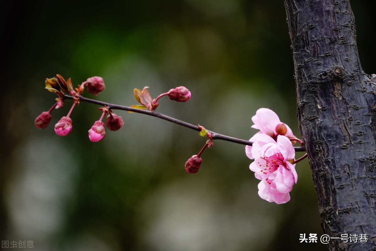 清明节的诗句有哪些-关于清明节的诗古诗