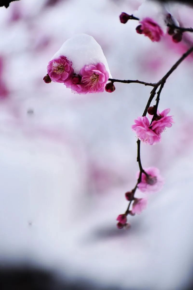 写梅花的古诗词有哪些-赞美梅花的五言绝句诗词大全