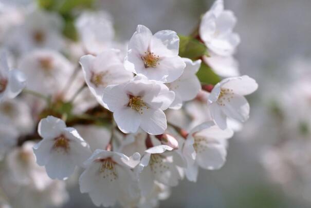 形容花的唯美短句优美-形容花漂亮唯美的诗句