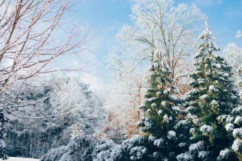 关于雪的句子唯美短句-赞美雪的古诗词8首