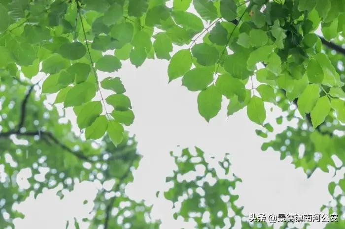 描写夏天景色的古诗有哪些-意境最美的8首夏日诗词