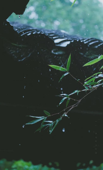 雨下的很大的诗句-描写雨下得很急的诗句