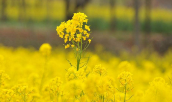 关于油菜花的唯美句子-适合发朋友圈的20条油菜花心语