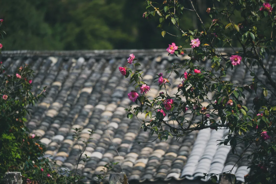 云南山茶花的原生地和发源地为什么是腾冲，了解一下