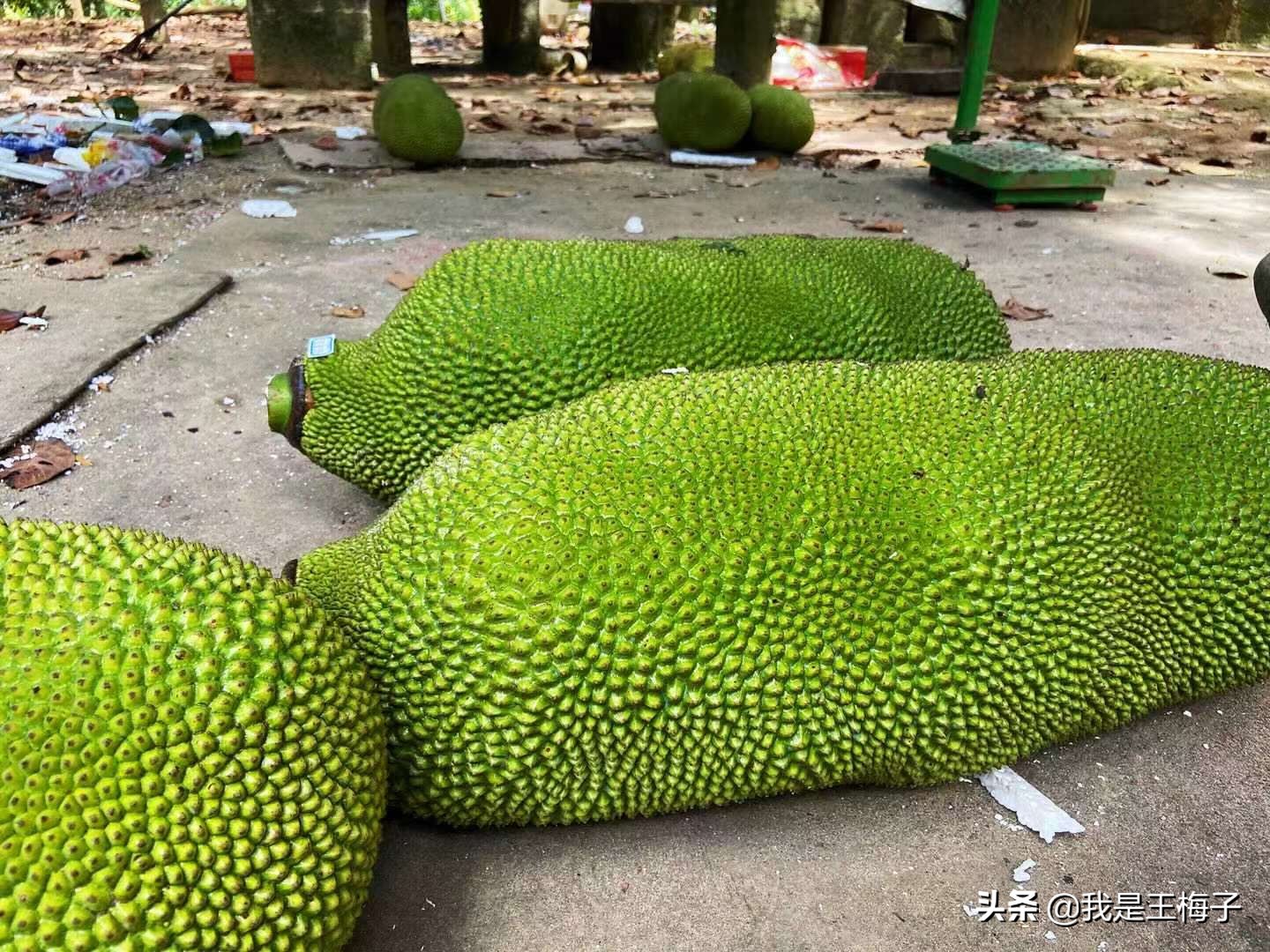 菠萝蜜怎么剥（一文读懂剥菠萝蜜窍门）