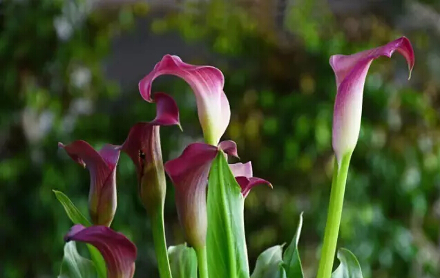 马蹄莲的花语是什么（马蹄莲的花语和特征）