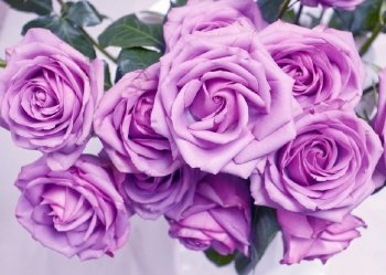 紫色玫瑰_紫色玫瑰代表的寓意