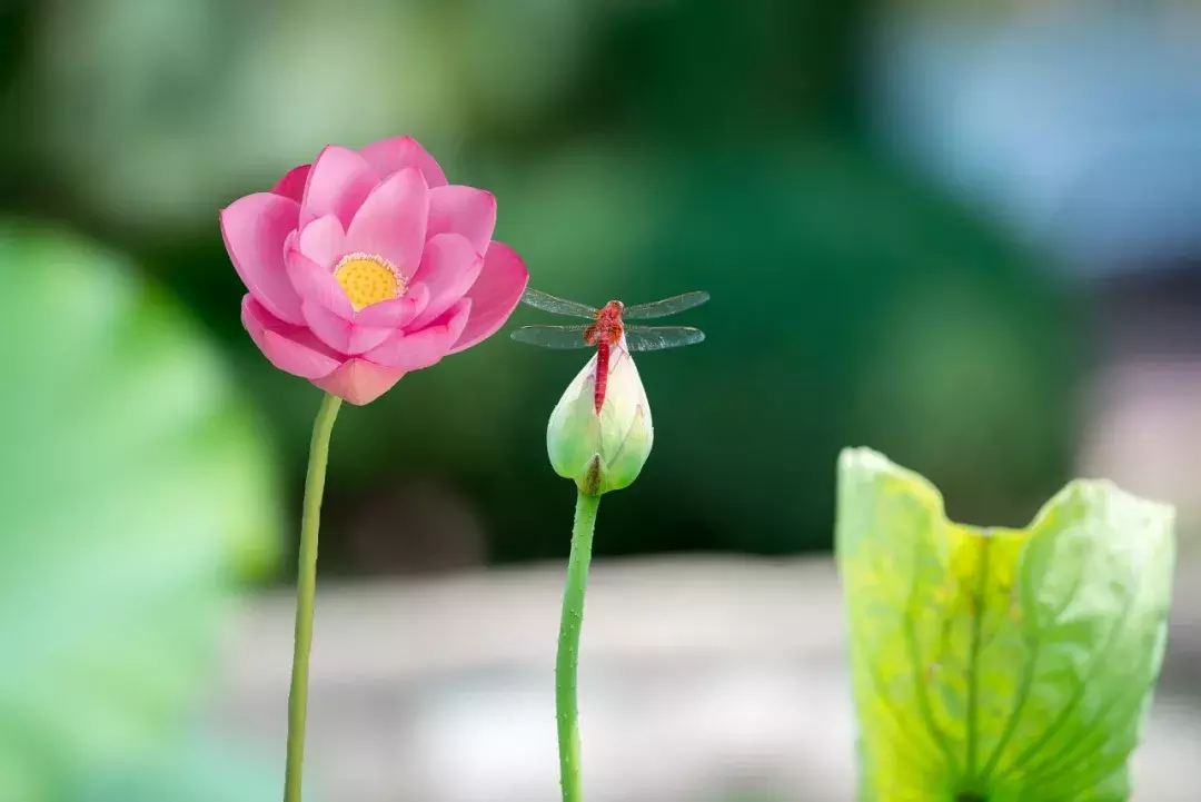 关于荷花的诗句有哪些_关于荷花的诗句大全