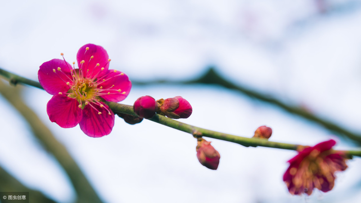 梅花象征着哪种人_梅花的象征和信仰