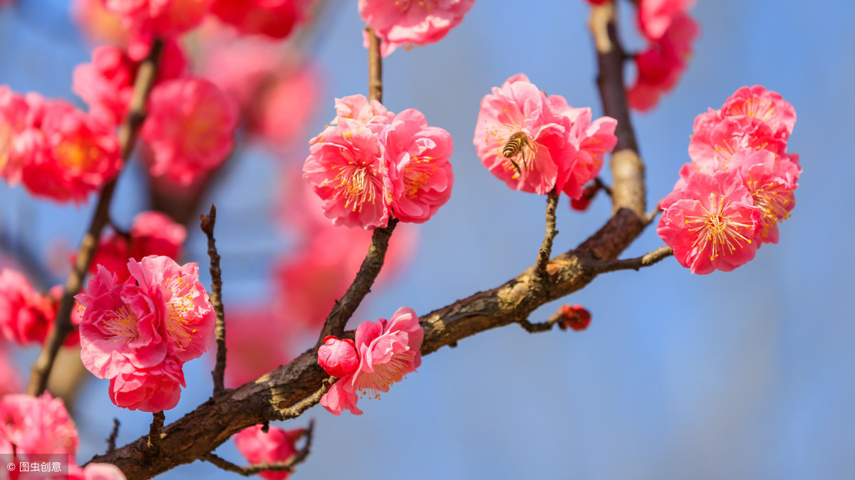 梅花象征着哪种人_梅花的象征和信仰