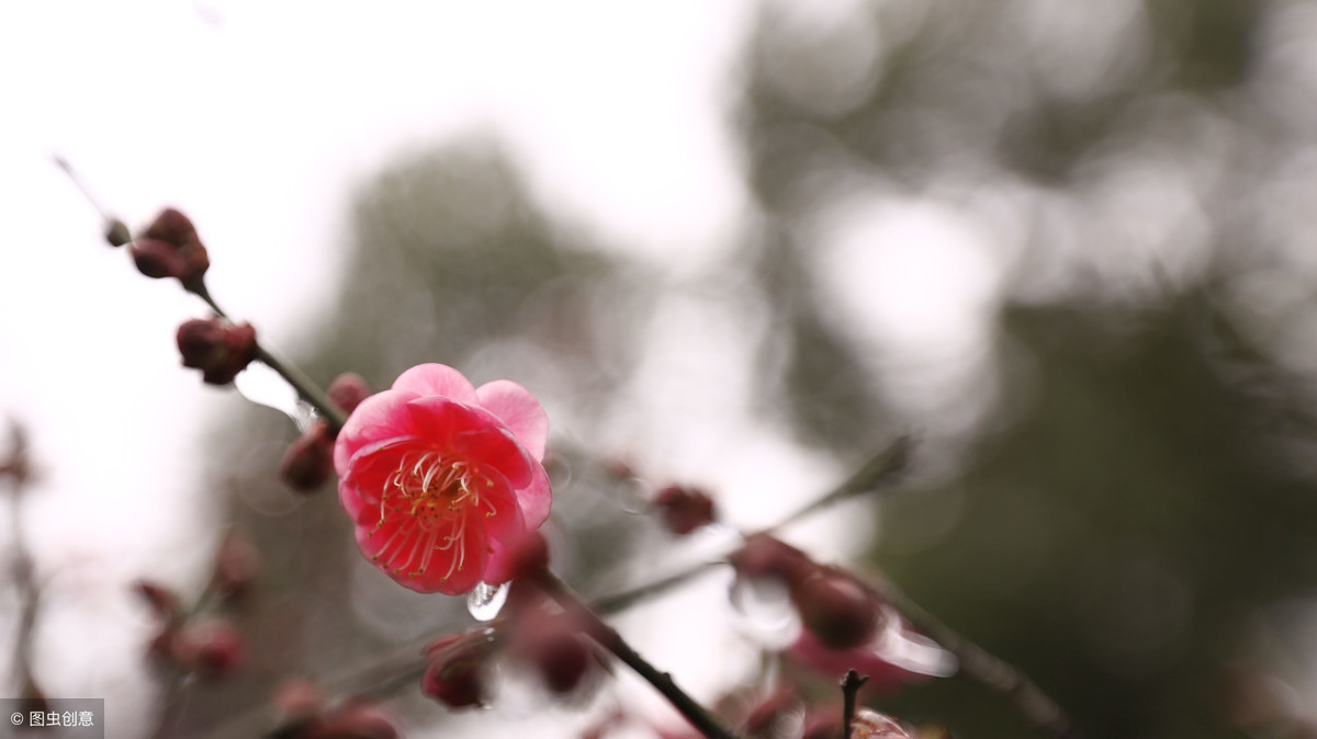 梅花象征着哪种人_梅花的象征和信仰