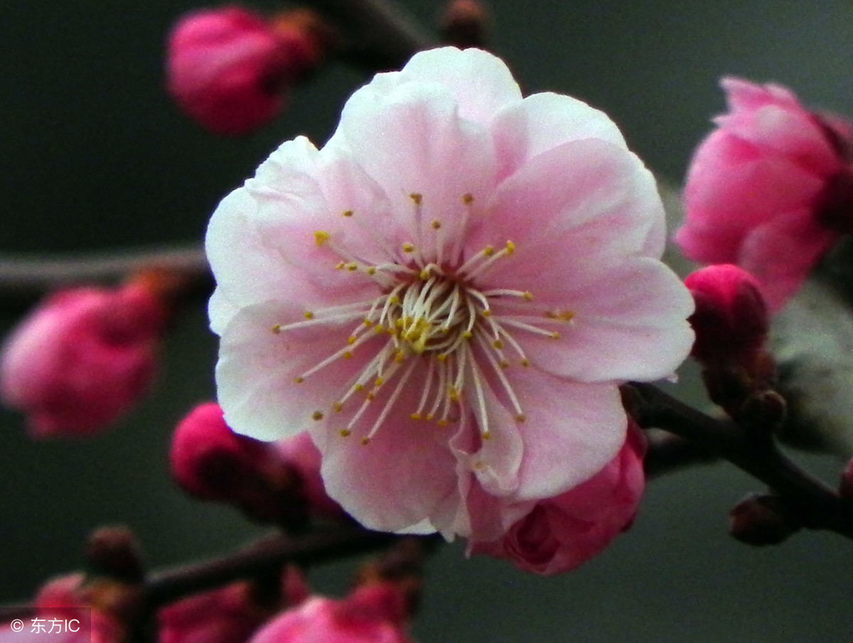 梅花象征着哪种人_梅花的象征和信仰