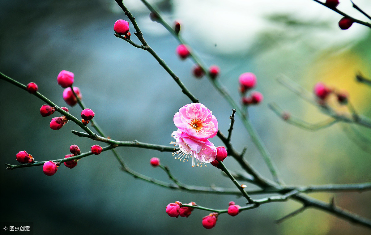 梅花象征着哪种人_梅花的象征和信仰