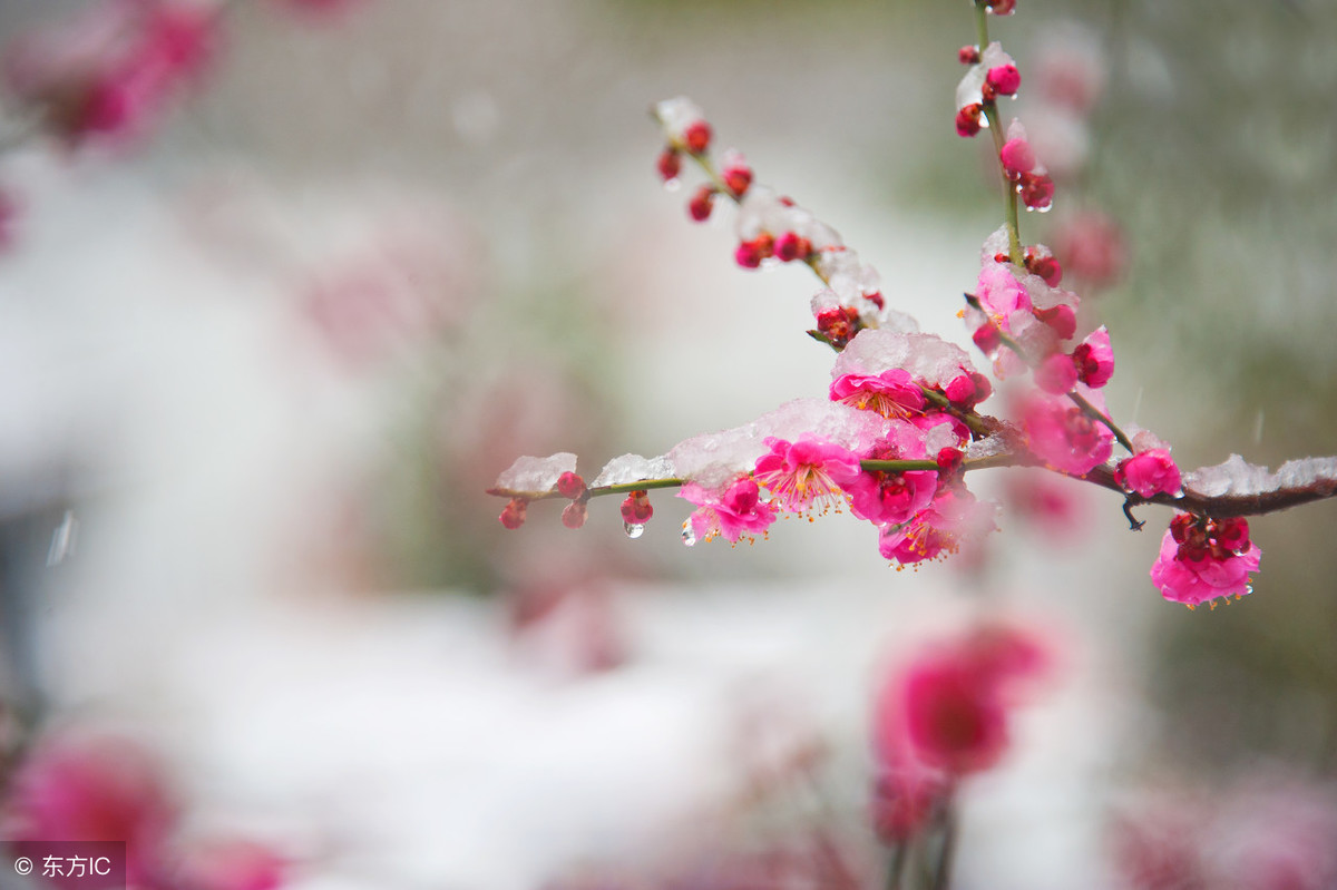 梅花象征着哪种人_梅花的象征和信仰