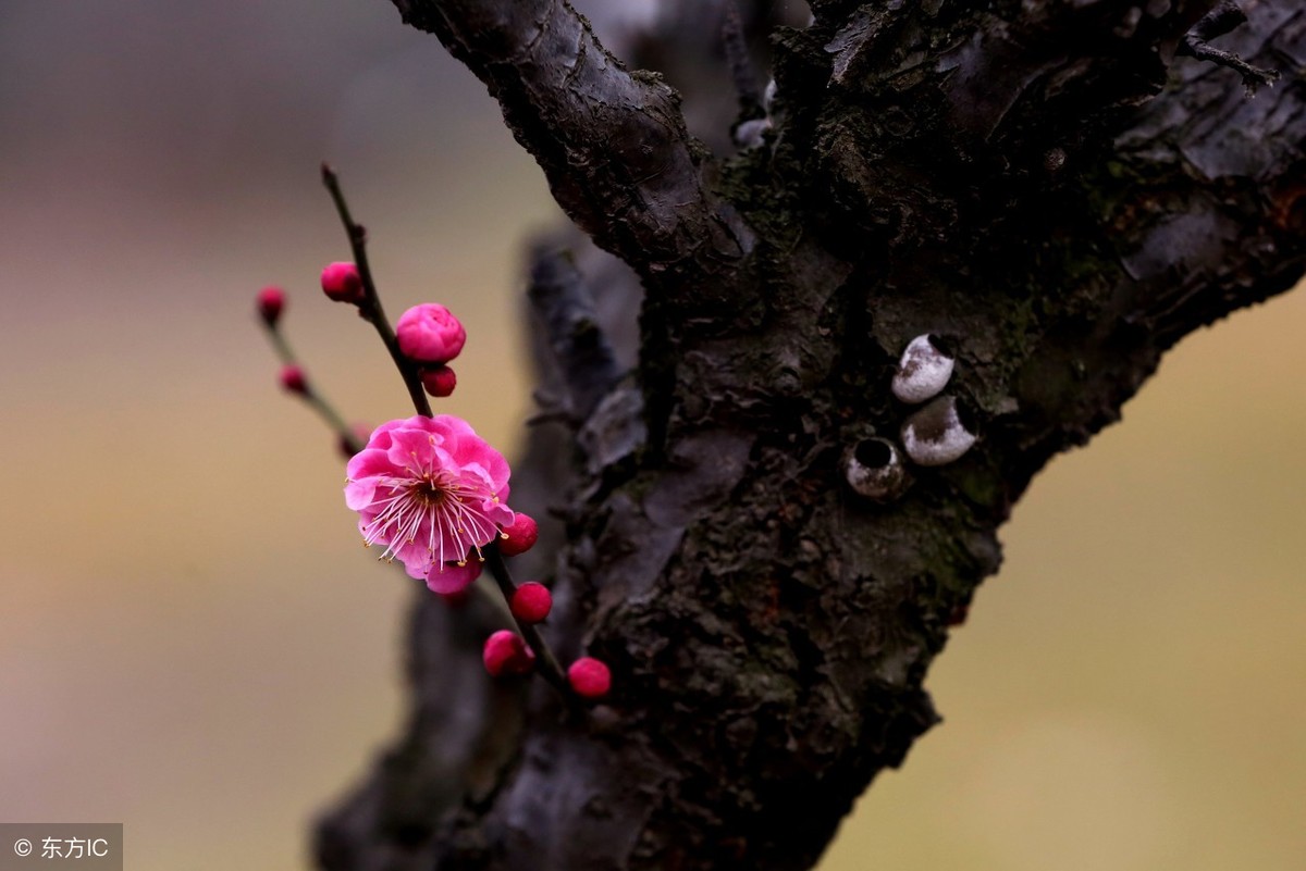 梅花象征着哪种人_梅花的象征和信仰