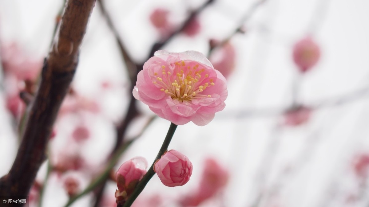 梅花象征着哪种人_梅花的象征和信仰