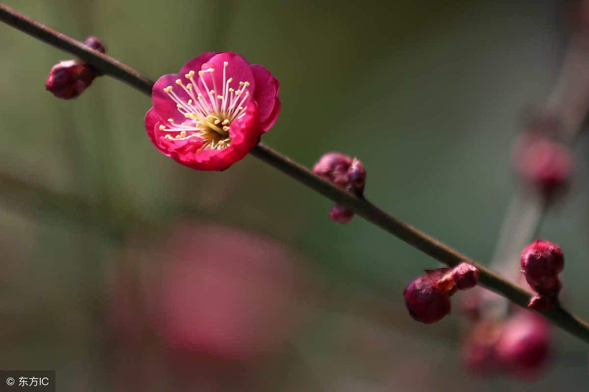 梅花象征着哪种人_梅花的象征和信仰