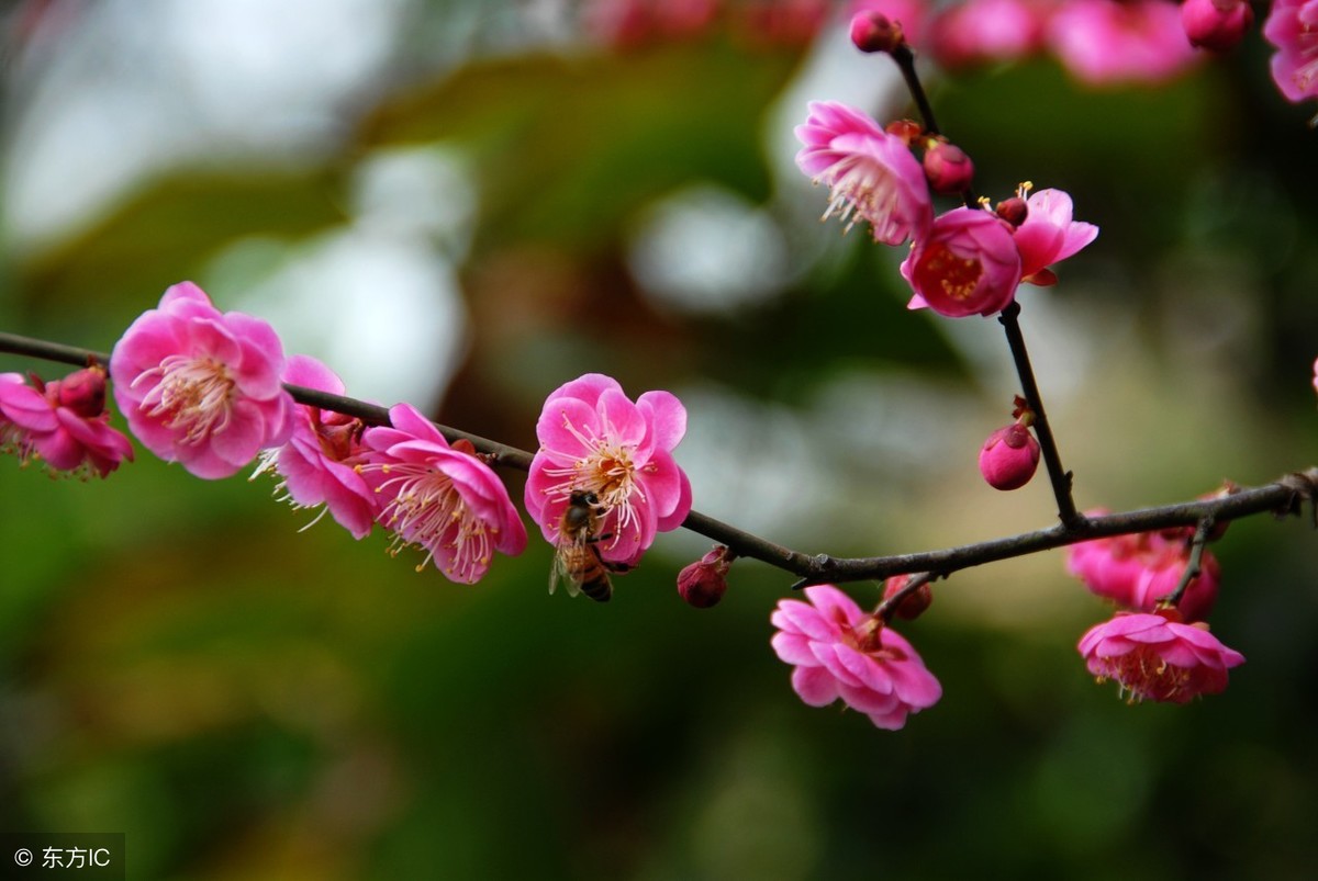 梅花象征着哪种人_梅花的象征和信仰