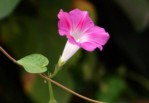 牵牛花是什么颜色的-牵牛花的颜色特征