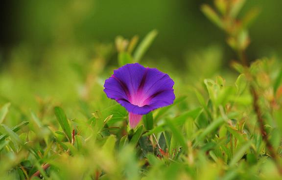 牵牛花是什么颜色的-牵牛花的颜色特征