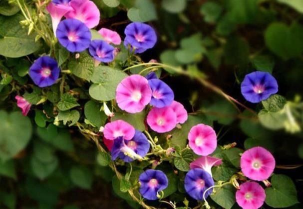 牵牛花是什么颜色的-牵牛花的颜色特征