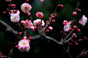 梅花象征着哪种人_梅花的象征和信仰