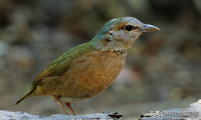 蓝背是什么鸟_蓝背的特征