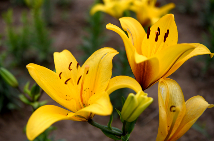 百合花代表什么_百合花代表的含义