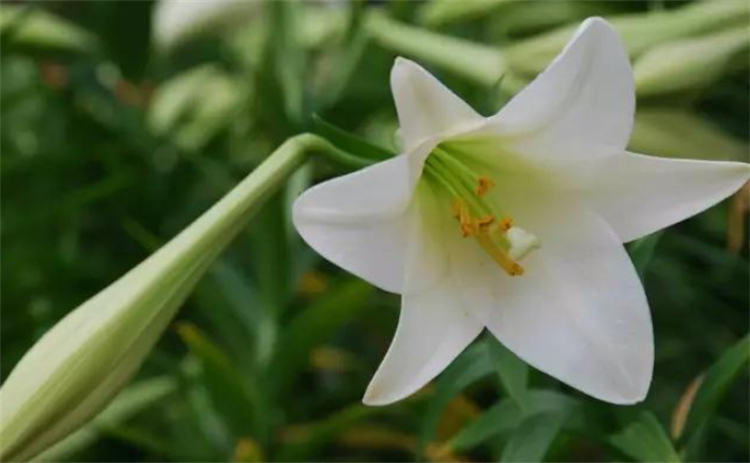 百合花代表什么_百合花代表的含义