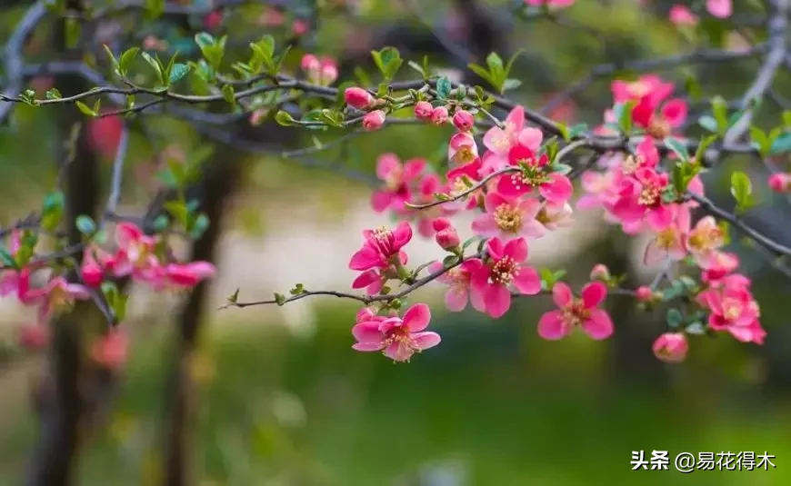 投木报琼什么意思_投木报琼的深层含义