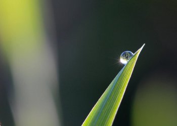 昙花一现什么意思_昙花一现的通俗解释