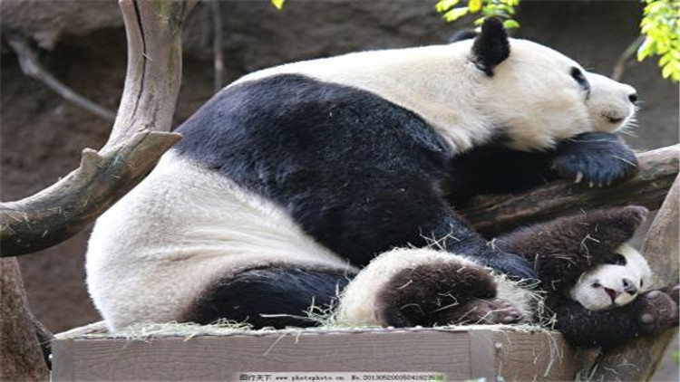 大熊猫的生活习性怎么样_大熊猫的生活习性介绍