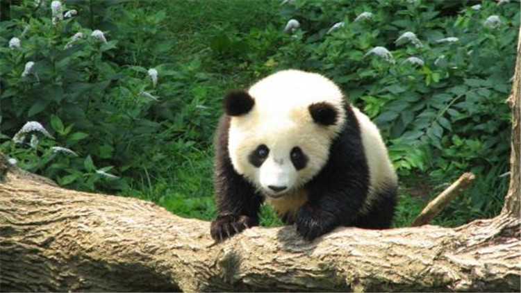 大熊猫的生活习性怎么样_大熊猫的生活习性介绍