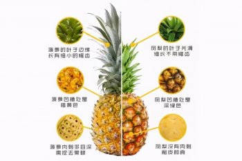 菠萝和凤梨是同一种水果吗_菠萝和凤梨的区别