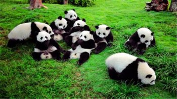大熊猫的生活习性怎么样_大熊猫的生活习性介绍