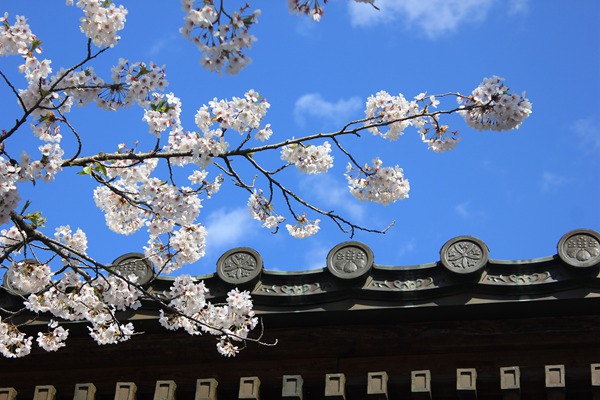 日本的国花是什么花_日本的国花介绍