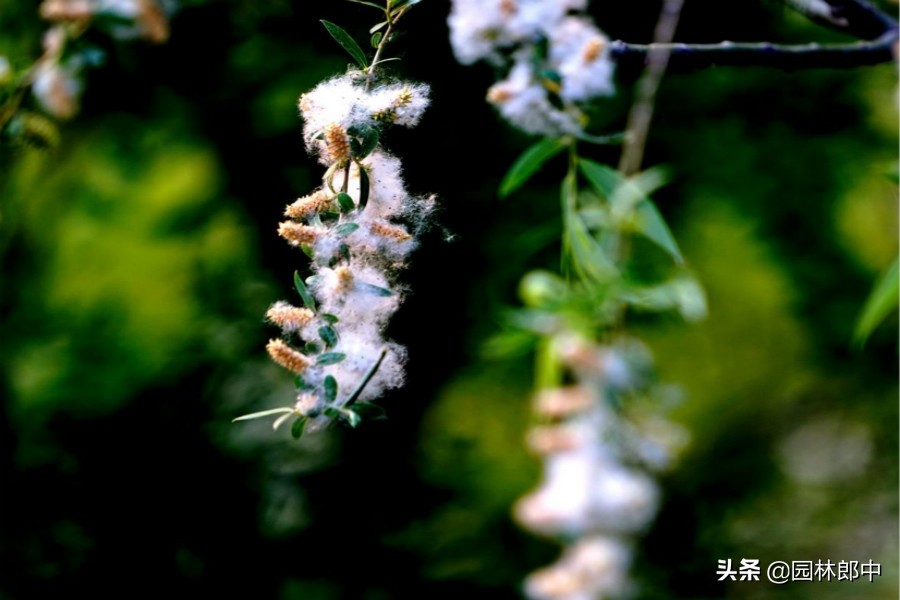 柳絮什么时候飘落_柳絮飘落的季节和危害