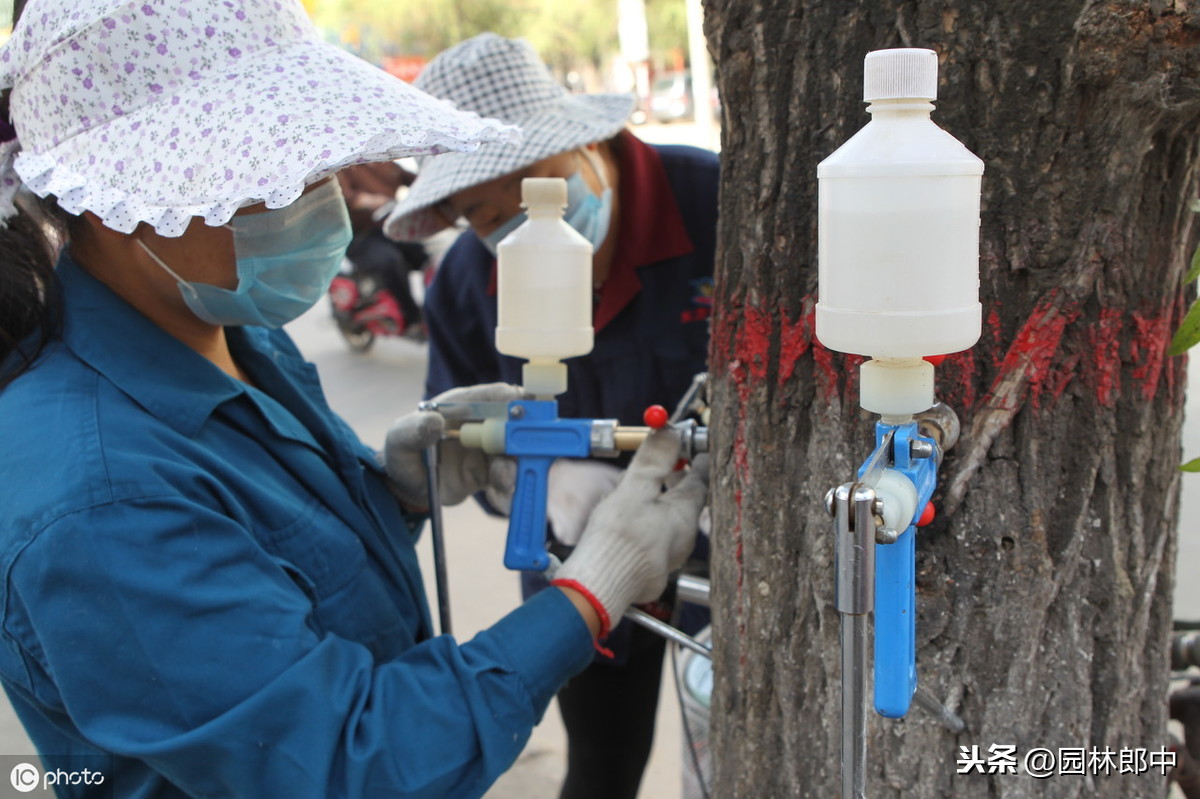 柳絮什么时候飘落_柳絮飘落的季节和危害