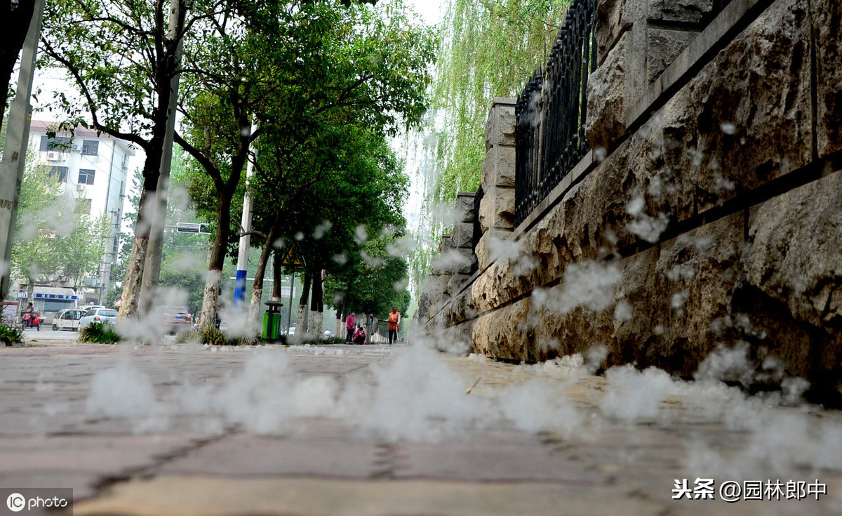 柳絮什么时候飘落_柳絮飘落的季节和危害