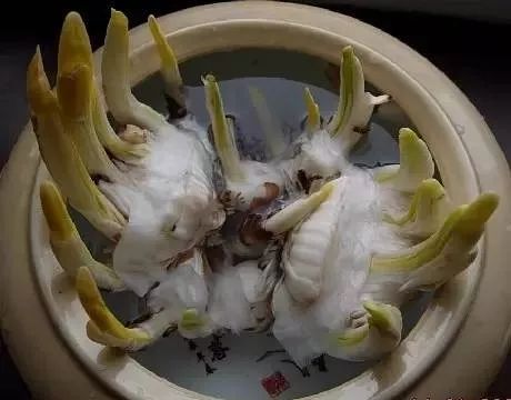 水仙花怎么雕刻_水仙花的雕刻技巧