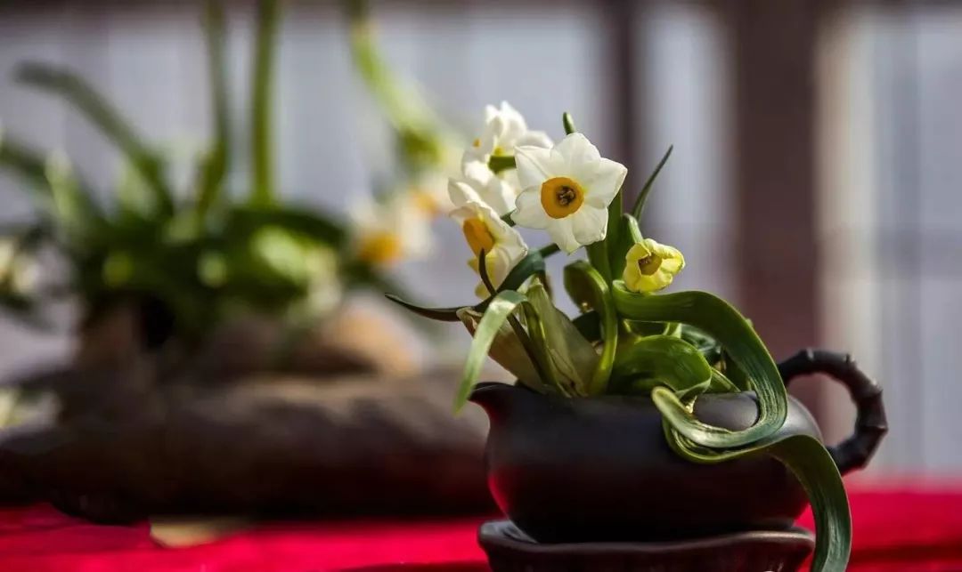 水仙花怎么雕刻_水仙花的雕刻技巧