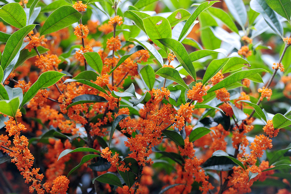 九月开什么花_九月开花的品种介绍