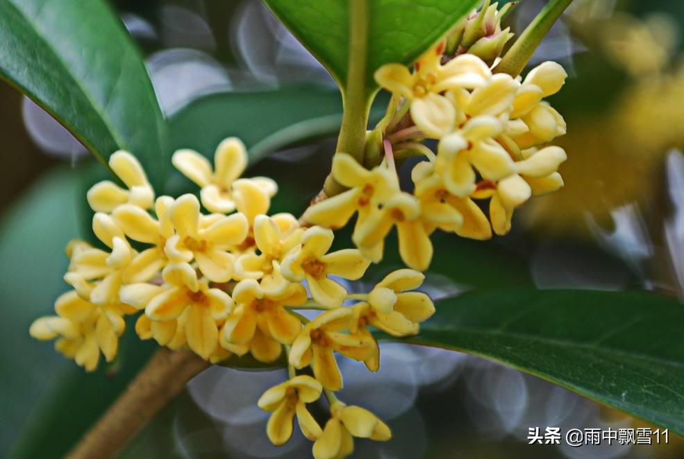 桂花树怎么养殖_桂花树的养殖方法