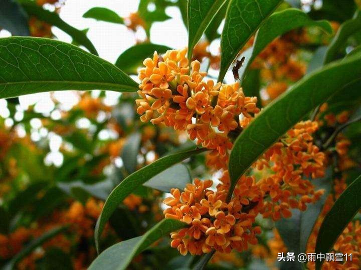 桂花树怎么养殖_桂花树的养殖方法