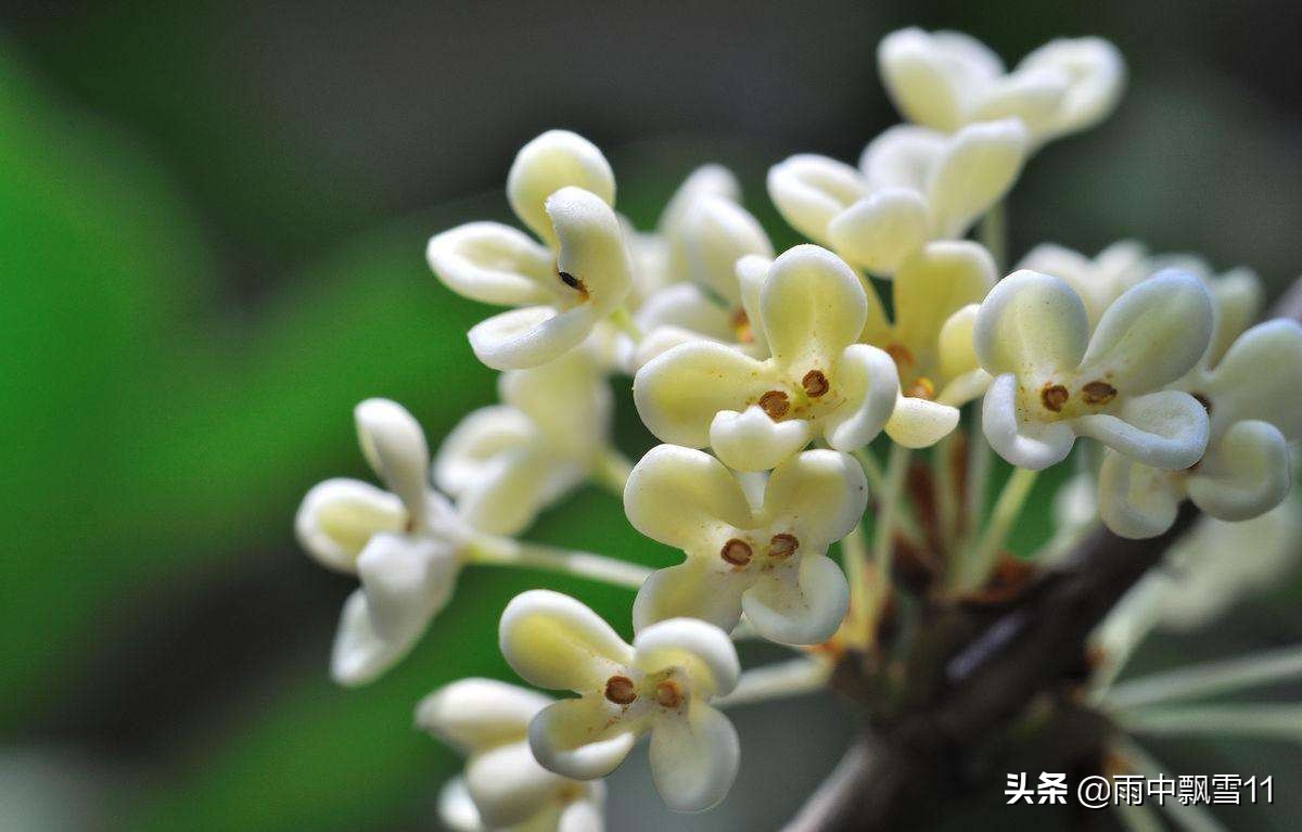 桂花树怎么养殖_桂花树的养殖方法